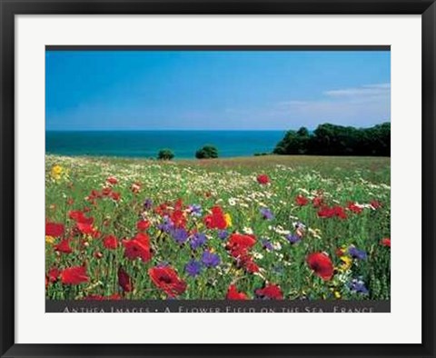 Framed Flower Field on the Sea, France Print