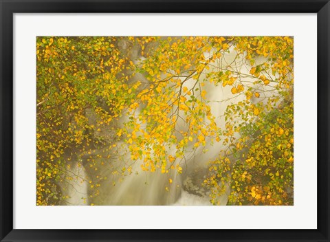 Framed New Hampshire; Lincoln; Franconia Notch flora Print