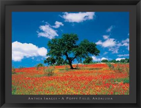 Framed Poppy Field, Andalusia Print