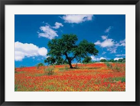 Framed Poppy Field, Andalusia Print