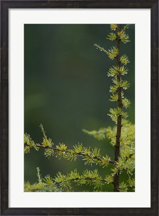 Framed Tamarack Tree Branch and Needles, White Mountain National Forest, New Hampshire Print