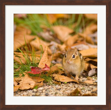 Framed Franconia Notch State Park, Lincoln, New Hampshire Print