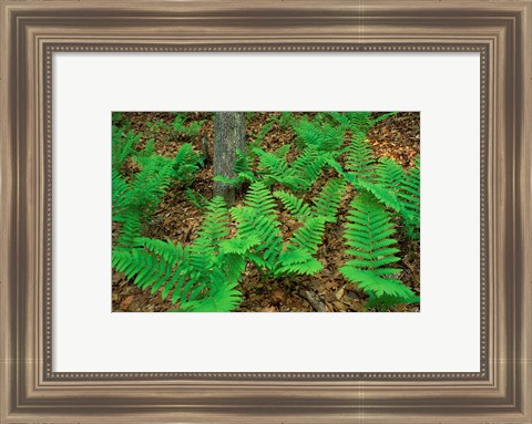 Framed Ferns Next to Woodman Brook, Tributary of the Lamprey River, New Hampshire Print