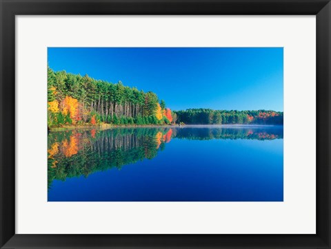 Framed White Pines and Hardwoods, Meadow Lake, New Hampshire Print