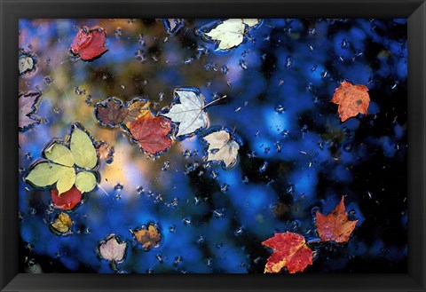 Framed Leaves in a Pond Next to Kilburn Loop Trail, Pisgah State Park, New Hampshire Print