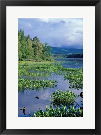 Framed Pickerel Weed, Pontook Reservoir, Androscoggin River, New Hampshire Print