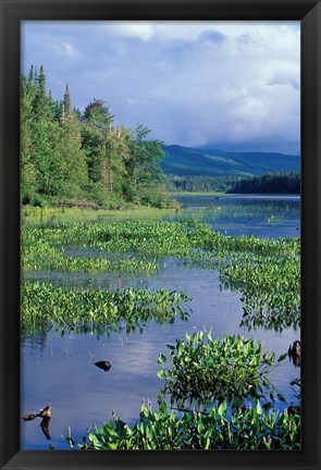 Framed Pickerel Weed, Pontook Reservoir, Androscoggin River, New Hampshire Print