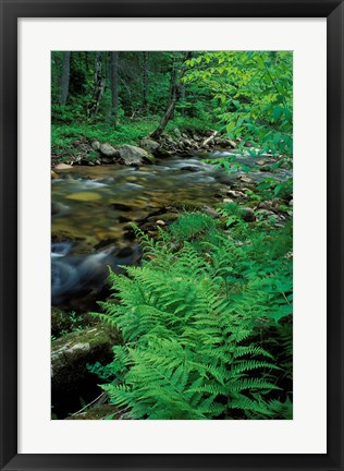 Framed Lady Fern, Lyman Brook, The Nature Conservancy&#39;s Bunnell Tract, New Hampshire Print