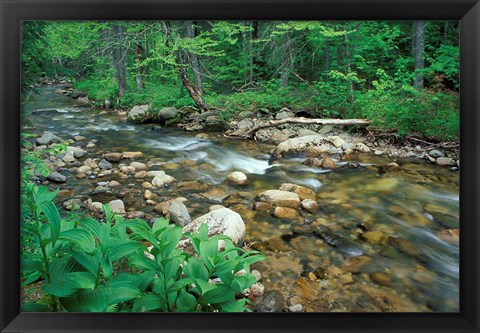 Framed False Hellebore, Lyman Brook, The Nature Conservancy&#39;s Bunnell Tract, New Hampshire Print