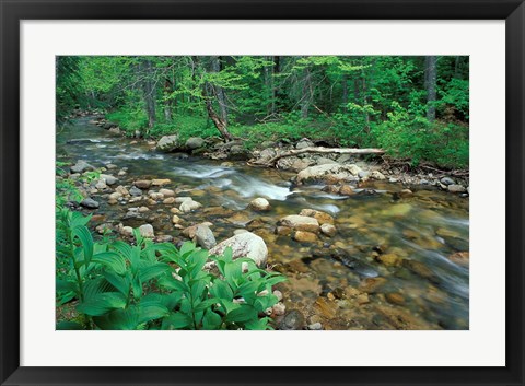 Framed False Hellebore, Lyman Brook, The Nature Conservancy&#39;s Bunnell Tract, New Hampshire Print