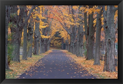 Framed Sugar Maples in a Rye Cemetary, New Hampshire Print