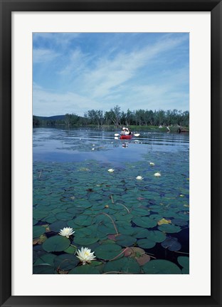 Framed Fragrant Water Lily, Kayaking on Umbagog Lake, Northern Forest, New Hampshire Print