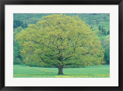 Framed Northern Red Oak, New Hampshire Print