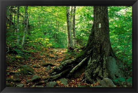 Framed White Blaze Marks Appalachian Trail, White Mountains, New Hampshire Print