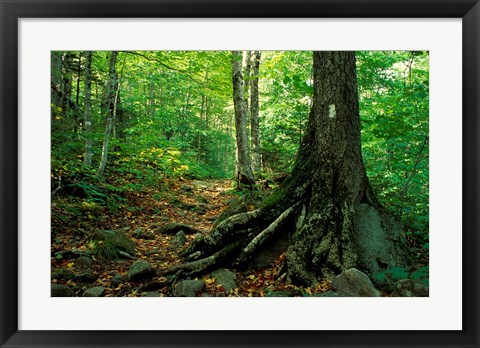 Framed White Blaze Marks Appalachian Trail, White Mountains, New Hampshire Print