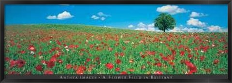 Framed Flower Field in Brittany Print