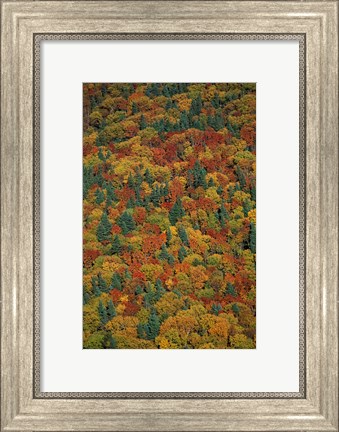 Framed Fall Foliage on the Slopes of Mt Lafayette, White Mountains, New Hampshire Print