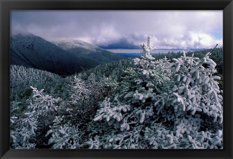 Framed Snow Coats the Boreal Forest on Mt Lafayette, White Mountains, New Hampshire Print