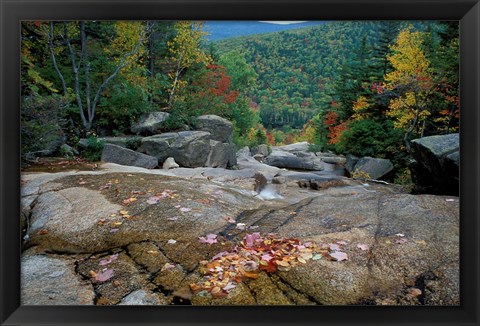 Framed Fall Foliage, Appalachian Trail, White Mountains, New Hampshire Print