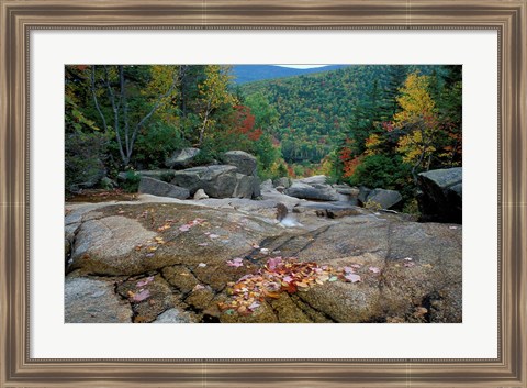 Framed Fall Foliage, Appalachian Trail, White Mountains, New Hampshire Print