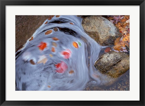 Framed Leaves Swirl in Zealand Falls, Appalachian Trail, White Mountains, New Hampshire Print