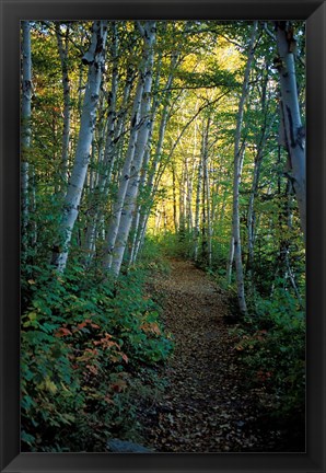 Framed White Birch and Yellow Leaves in the White Mountains, New Hampshire Print