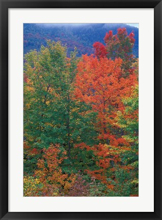 Framed Northern Hardwood Forest, New Hampshire Print