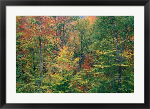 Framed Fall in Northern Hardwood Forest, New Hampshire Print