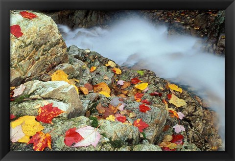 Framed Avalon Trail, Northern Hardwood Forest, New Hampshire Print