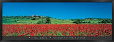 Framed Field of Poppies, Tuscany Print