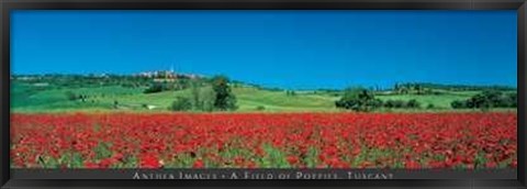 Framed Field of Poppies, Tuscany Print