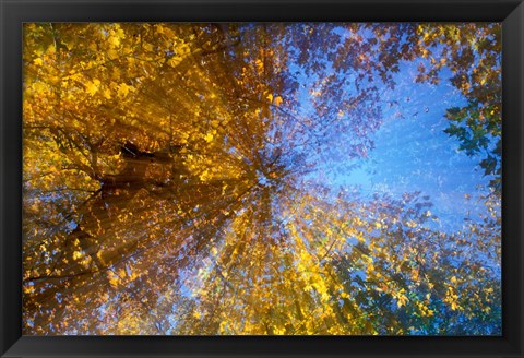 Framed Greeley Ponds Trail, Northern Hardwood Forest, New Hampshire Print