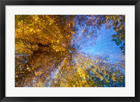 Framed Greeley Ponds Trail, Northern Hardwood Forest, New Hampshire Print