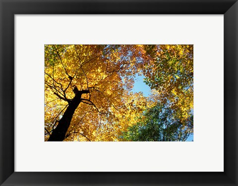 Framed Greeley Ponds Trail, New Hampshire Print