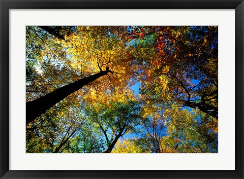 Framed Northern Hardwood Forest, New Hampshire Print