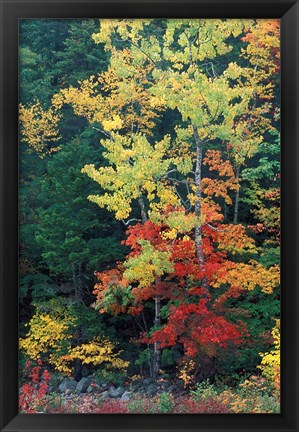 Framed Lower Falls, Swift River, Big Tooth Aspen, White Mountains, New Hampshire Print