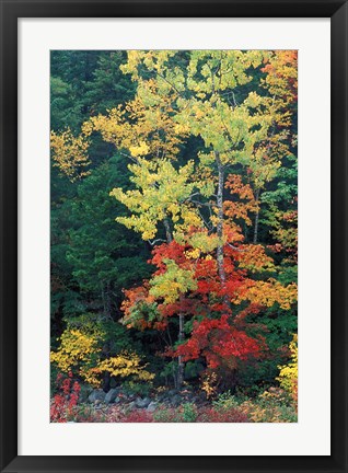 Framed Lower Falls, Swift River, Big Tooth Aspen, White Mountains, New Hampshire Print