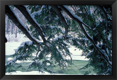 Framed Snow and Eastern Hemlock, New Hampshire Print