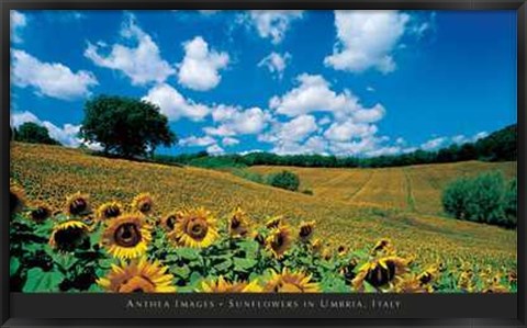 Framed Sunflowers in Umbria, Italy Print