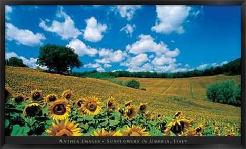 Framed Sunflowers in Umbria, Italy Print