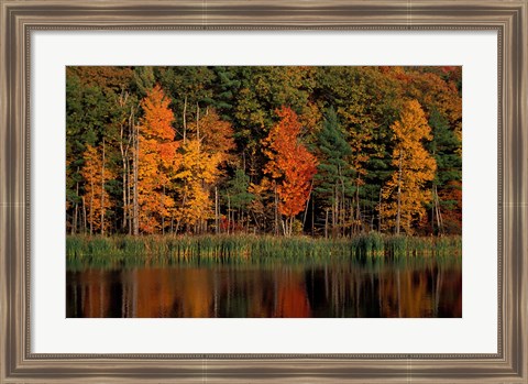 Framed Wetlands in Fall, Peverly Pond, New Hampshire Print