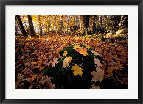 Framed Sugar Maple Leaves on Mossy Rock, Nature Conservancy&#39;s Great Bay Properties, New Hampshire Print