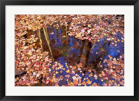 Framed Fall Leaves and Reflections, Nature Conservancy Land Along Crommett Creek, New Hampshire Print