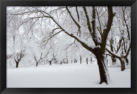 Framed Snow-Covered Maple Trees in Odiorne Point State Park in Rye, New Hampshire Print