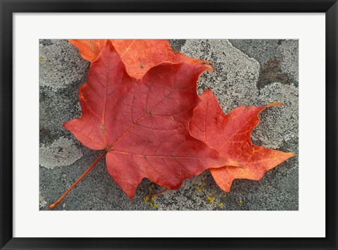 Framed Sugar Maple Foliage in Fall, Rye, New Hampshire Print