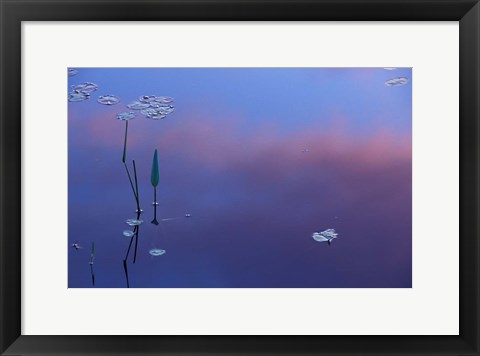 Framed Pickerelweed, Lily Pads and Reflections in Trout Pond, Freedom, New Hampshire Print