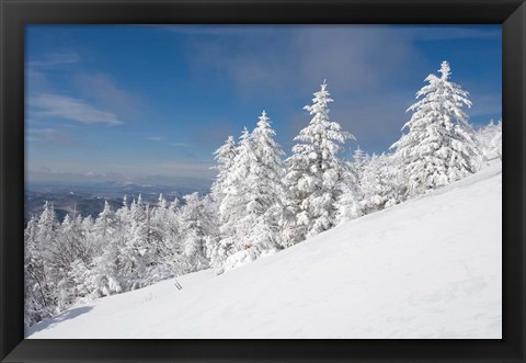 Framed Snowy Trees on the Slopes of Mount Cardigan, Canaan, New Hampshire Print