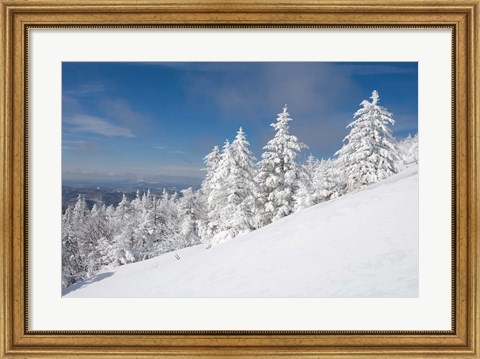 Framed Snowy Trees on the Slopes of Mount Cardigan, Canaan, New Hampshire Print