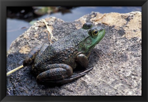 Framed Bull Frog in a Mountain Pond, White Mountain National Forest, New Hampshire Print