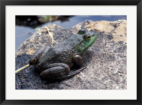 Framed Bull Frog in a Mountain Pond, White Mountain National Forest, New Hampshire Print